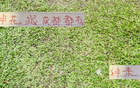 申花引援李可，蓉城租借多特神筆！